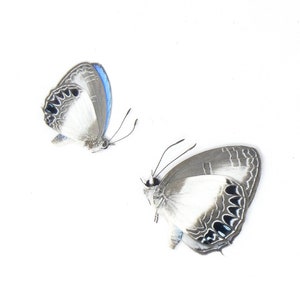 LOT VON 10 Electric Blue (Jamides euchylas) A1 Trocken konservierte Schmetterlingsproben