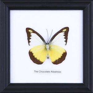 De Chocolate Albatross | Echte vlinder gemonteerd onder glas, wand opknoping Home Decor ingelijst 5 x 5 In. Gift Boxed