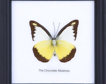 The Chocolate Albatross | Real Butterfly Mounted Under Glass, Wall Hanging Home Décor Framed 5 x 5 In. Gift Boxed