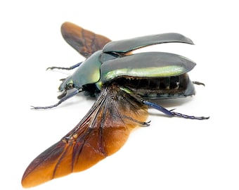 TWO (2) SPREAD Scarab Beetles (Torynorrhina distincta) A1 Wings-open