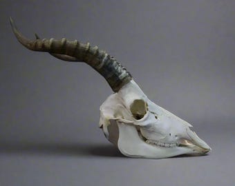 Blesbok Skull (Damaliscus pygargus phillipsi) Non-CITES species