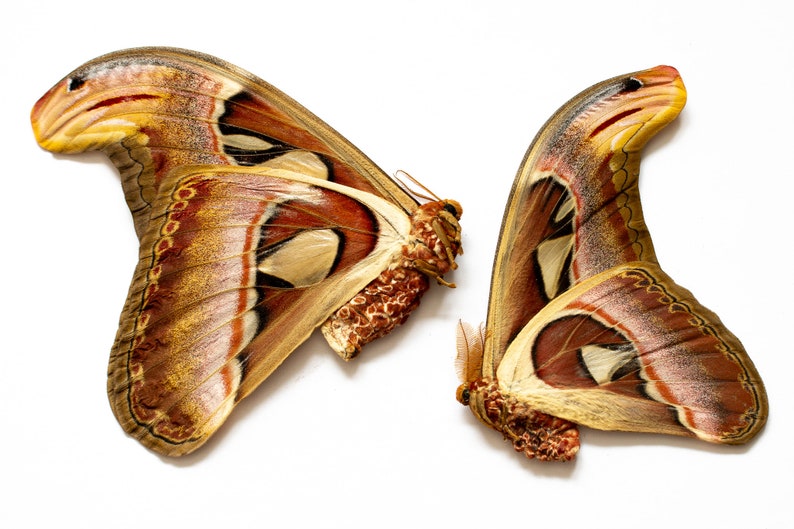Giant Atlas Moth PAIRS (attacus Atlas) A1 Unmounted Specimens 8 INCH ...