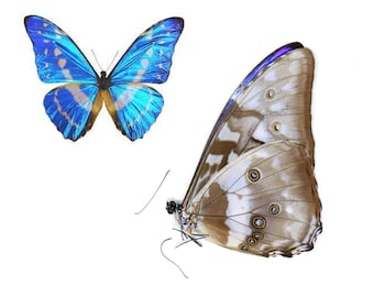 Colombian Electric Blue Butterfly | Morpho cypris | Various grades to choose from. Free shipping