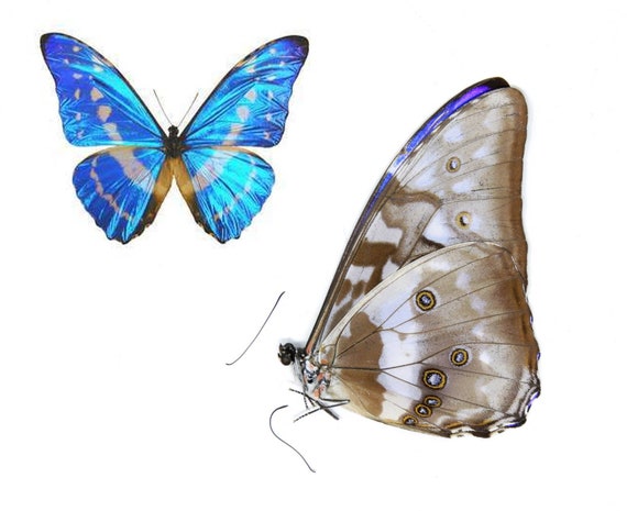 標本 Colombia Morpho cypris female 124mm Colombian Electric Blue Butterfly | Morpho Cypris | Various Grades