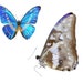 see more listings in the Butterflies & Moths section