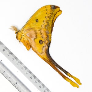 Yellow Moon Moth Actias groenendaeli acutapex (A1/A1-) Unmounted Lepidoptera Specimen