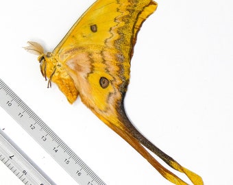 Yellow Moon Moth Actias groenendaeli acutapex (A1/A1-) Unmounted Lepidoptera Specimen