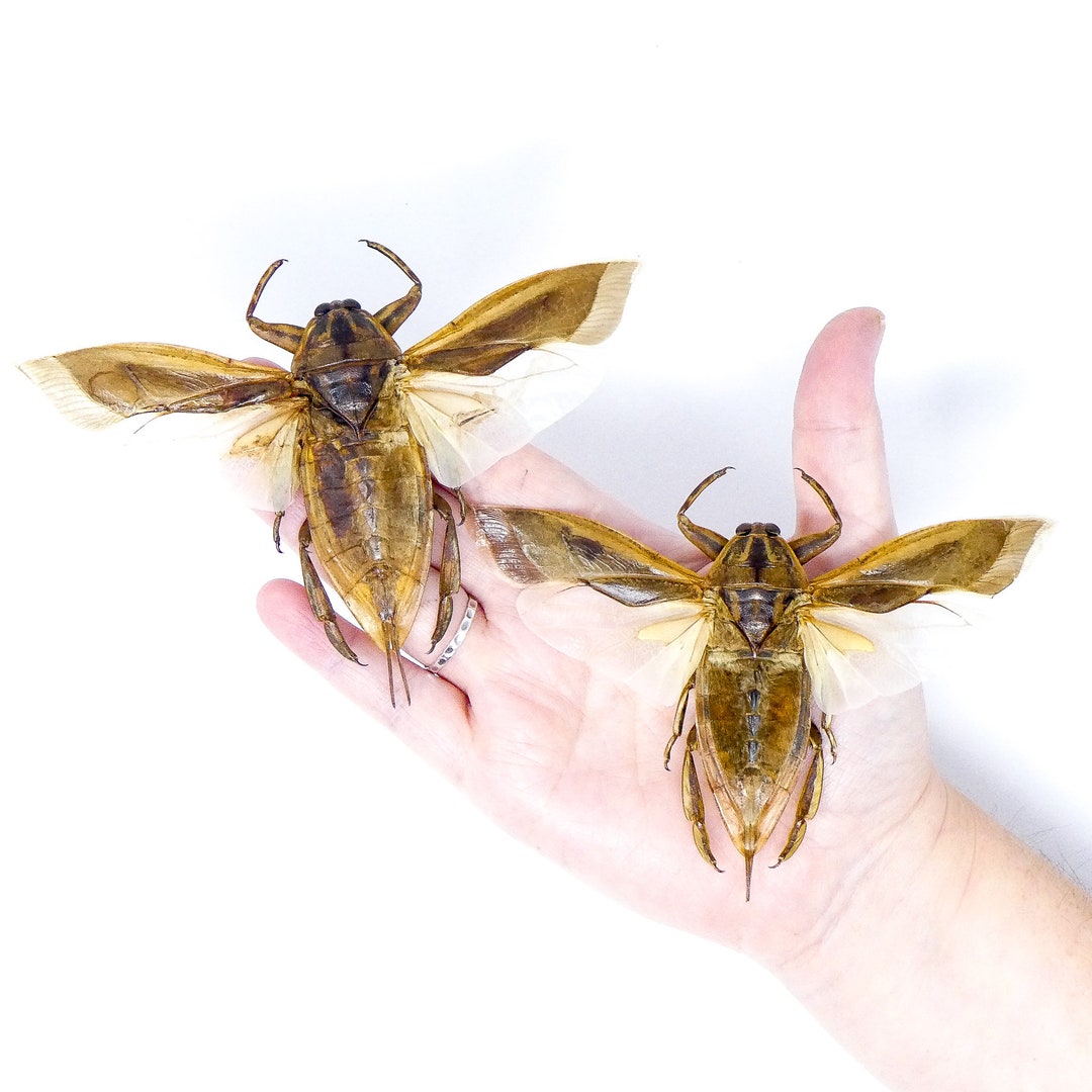 TWO (2) Giant Water Bugs SPREAD-WINGS (lethocerus Indicus) A1 ...