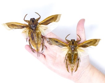 TWO (2) Giant Water Bugs SPREAD-WINGS (Lethocerus indicus) A1 Entomology Specimens