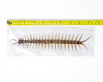 LARGE 8" Giant Centipede (Scolopendra subspinipes) 20cm+ Spread Specimen A1