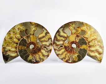 Large Cut & Polished Ammonite Pair | 21.5x170mm | 115 Million Years | Fossil Specimen