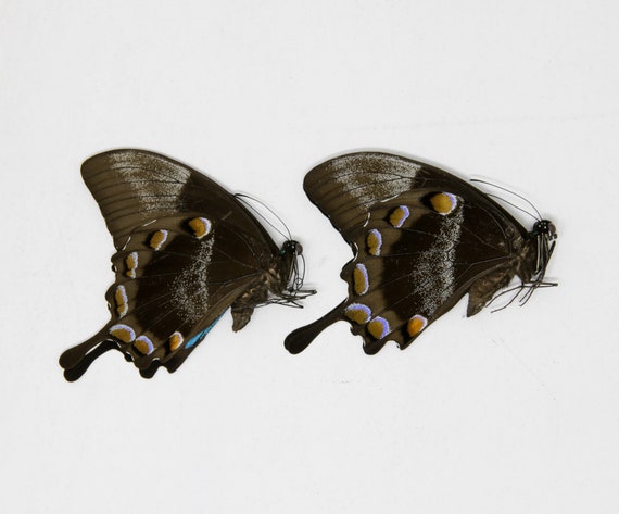 標本 オオルリアゲハ Papilio ulysses ドイツ箱 標本 オオルリアゲハ Papilio ulysses ドイツ箱
