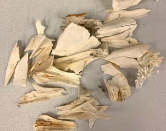 Lot of Vintage Roe Deer Skull Pieces Ideal for Artisitc Creation FREE SHIPPING