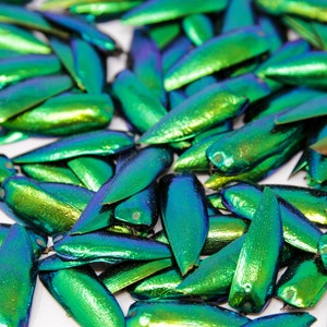 Jewel Beetle Elytra in Extra Large Tough Glass Tube 150mm with Cork Stopper | Ethically sourced Metallic Green Jewel Beetle Wings