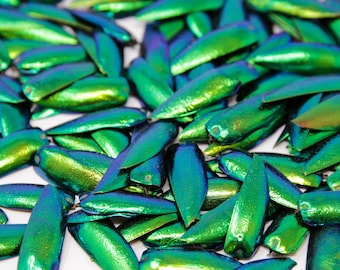 1KG (2.2LB) Jewel Beetle Elytra | Beetle Wing Cases | Ethically Sourced | WHOLESALE 1 KILO BAG