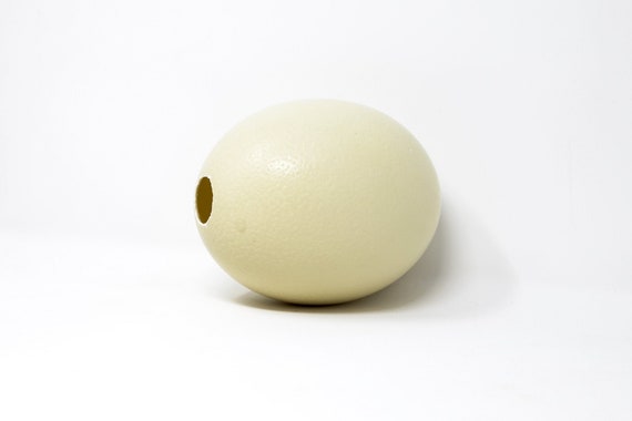 卸売 10個 南アフリカ産 ダチョウ卵 XLサイズ 吹きガラス 最高級 自然