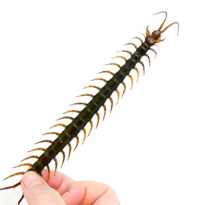 May include: A large brown and black centipede with many legs is held in a hand against a white background.