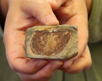 Real Fossil Bivalve in Shale, Carboniferous Period, 358-298 Million Years BP (SG-LDMV-X)