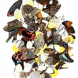 25 Loose Butterfly Wings A1, Various Assorted, Ethical Butterflies for Artistic Creation