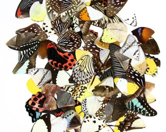 25 Loose Butterfly Wings A1, Various Assorted, Ethical Butterflies for Artistic Creation