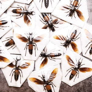 Macromeris splendida。クモバチ。本物の標本。スズメバチ。ハチ。ハチ