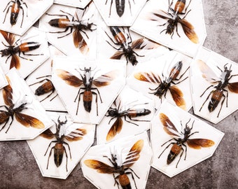 LOT of 10 Trimeres Vespa Hornet | Vespa tropica trimeres | A1 Spread Specimens