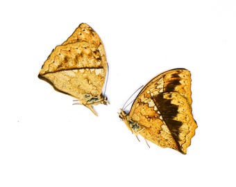 TWO (2) Cymothoe theobene, A1 Unmounted Specimens