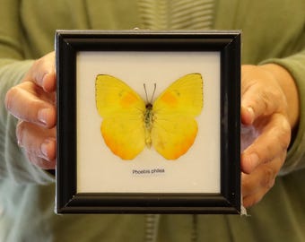 Real Butterfly Specimen Vintage Framed Dry-preserved Taxidermy Butterfly