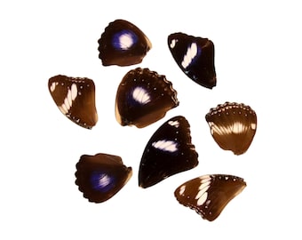 10 Great Eggfly Butterfly Loose Wings (Hypolimnas bolina) Real Wings for Artistic Creation