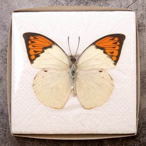 Pack of 2 Great Orange Tip Butterflies (Hebomoia glaucippe) WINGS-SPREAD, Ethically Sourced Preserved Specimens for Collecting & Art