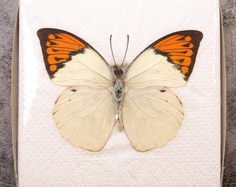 Pack of 2 Great Orange Tip Butterflies (Hebomoia glaucippe) WINGS-SPREAD, Ethically Sourced Preserved Specimens for Collecting & Art