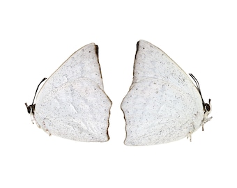 Two (2) Curetis acuta, The Angled Sunbeam, A1 Real Dry-Preserved Unmounted Butterflies, Entomology Taxidermy Specimens