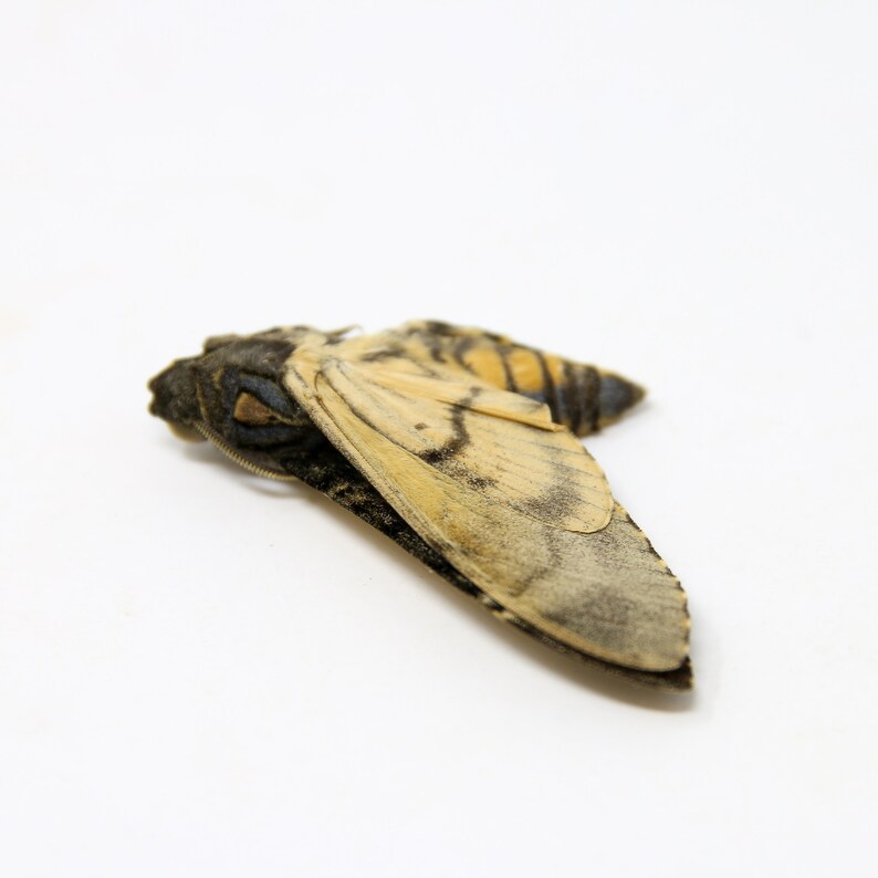 Peut inclure: Un papillon brun et blanc avec une envergure d'environ 7,5 cm. Le papillon est couch&eacute; sur le dos, les ailes d&eacute;ploy&eacute;es.
