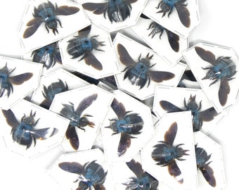 Pack of 10 Blue Carpenter Bees (Xylocopa caerulea) | A1 Spread Specimen | Dry-preserved Taxidermy