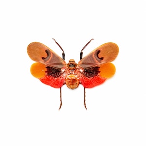 Puede incluir: Un insecto rojo y naranja con marcas negras en sus alas. El insecto está extendido con sus alas abiertas.