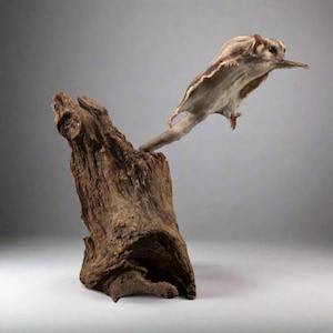 May include: A taxidermied sugar glider in mid-flight, gliding from a weathered tree stump. The sugar glider is a small, nocturnal marsupial with a furry body and large, membranous wings.