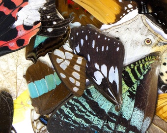 Real Butterfly Wings, 100 - ethically sourced tropical butterflies - assorted loose wings for artistic creation
