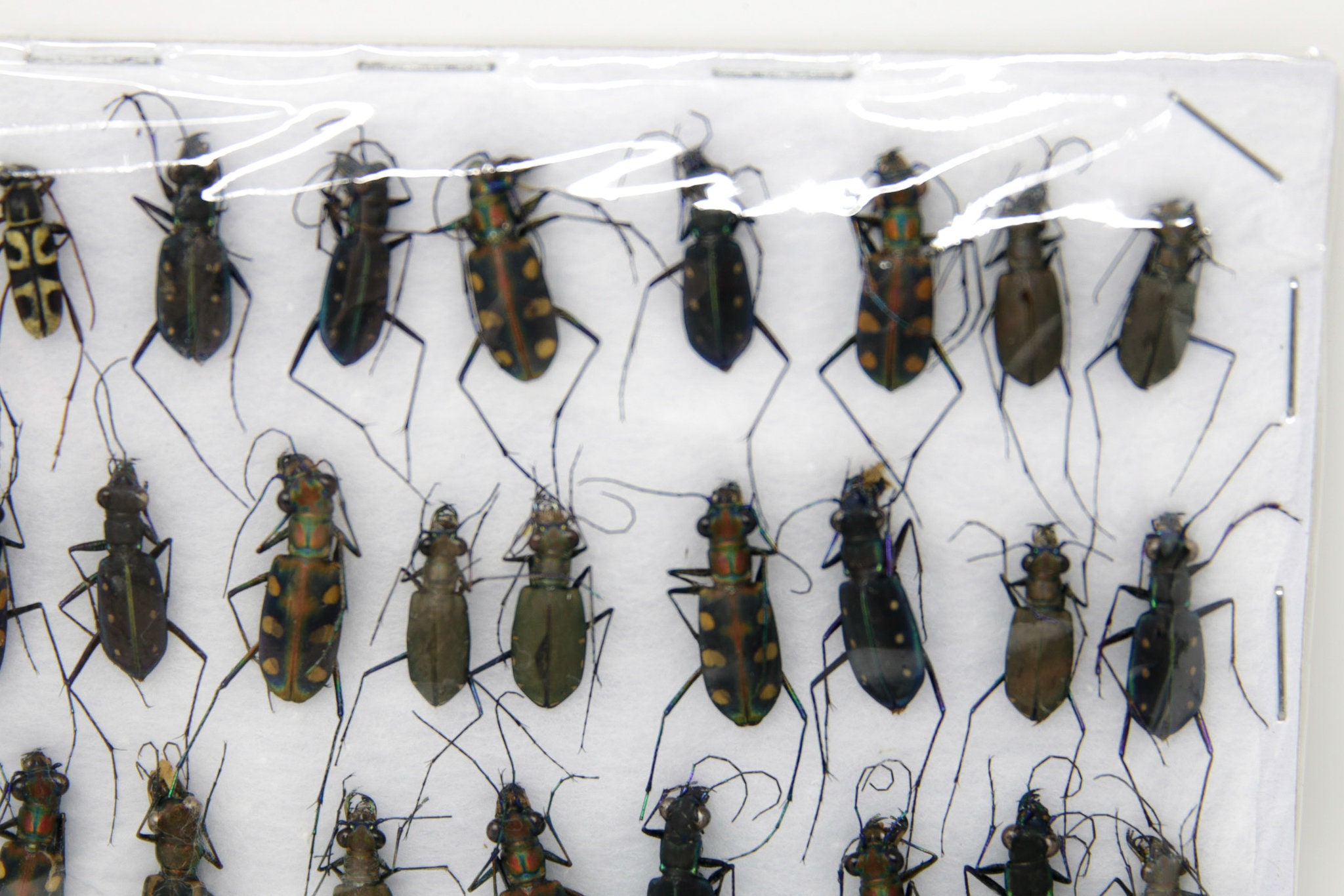 Insect Specimen Collection, Thailand 2021 (Various Coleoptera) SETAI19