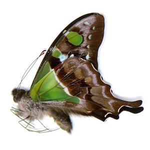 TWO (2) The Purple Spotted Swallowtail Butterflies (Graphium weiskei) Unmounted  Specimens A1