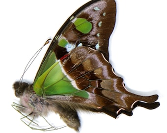 TWO (2) The Purple Spotted Swallowtail Butterflies (Graphium weiskei) Unmounted  Specimens A1