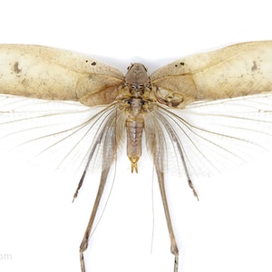 Thai Bush Katydids 5&quot; Wingspan, Grasshopper, Cricket, Spread Specimens A1 Quality Real Insect Entomology
