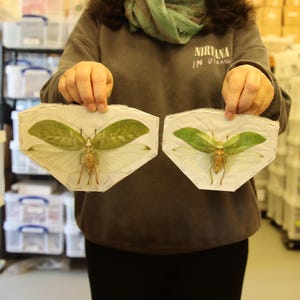 May include: Two framed green leaf insects with white wings, displayed on a white background. The insects are mounted on a white card with a stitched border.