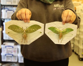 PAIR of Giant Katydid Crickets (Onomarchus uninotatus) SPREAD-SPECIMENS, A1 Entomology