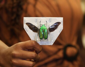 1 x SPREAD Rhomborrhina gigantea A1 Wings-open
