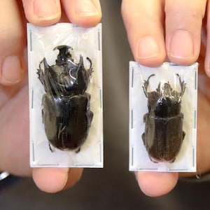 Pode incluir: Dois besouros pretos estão montados em cartões brancos com revestimentos de plástico transparente. Os besouros são de tamanhos diferentes, o maior à esquerda e o menor à direita.