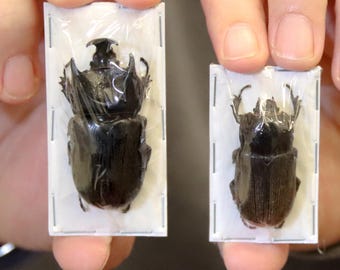 PAIR of Palu Horned Beetles (Ceratoryctoderus candezei) A1 Entomology Specimens
