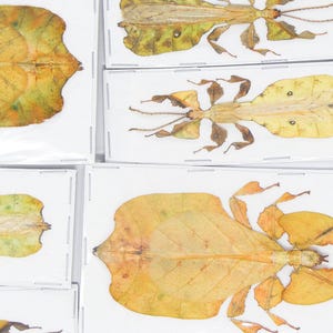 TWO (2) Yellow/Orange Leaf Insects (Pulchriphyllium pulchrifolium) A1 Spread Specimens, Indonesia. Sexed Pair