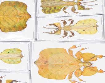 TWO (2) Yellow/Orange Leaf Insects (Pulchriphyllium pulchrifolium) A1 Spread Specimens, Indonesia. Sexed Pair