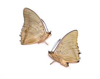 TWO (2) Imperial Blue, Charaxes imperialis | A1 Real Dry-Preserved Butterflies | Unmounted Entomology Taxidermy Specimens