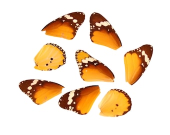 10 African Monarch Butterfly Loose Wings (Danaus chrysippus) Real Wings for Artistic Creation